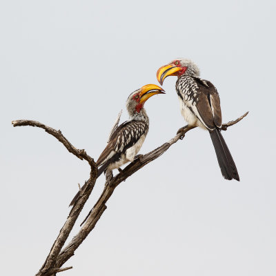 Geelsnaveltok / Southern Yellow-billed Hornbill