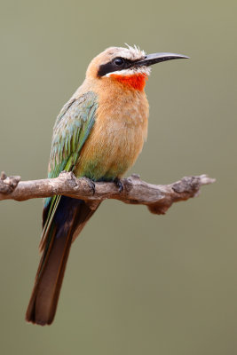 Witkapbijeneter / White-fronted Bee-eater