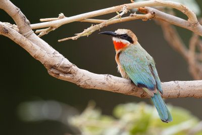 Witkapbijeneter / White-fronted Bee-eater