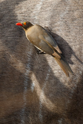 Roodsnavelossepikker / Red-billed Oxpecker