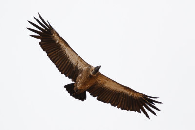 Witruggier / White-backed Vulture