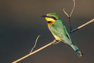 Dwergbijeneter / Little Bee-eater