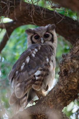 Verreaux' Oehoe / Verreaux's Eagle-Owl