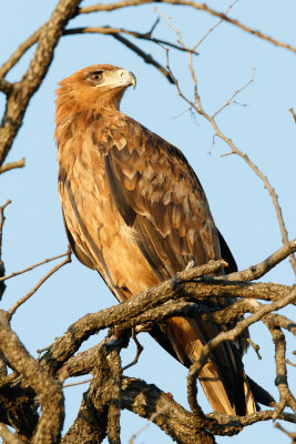 Savanne-arend / Tawny Eagle