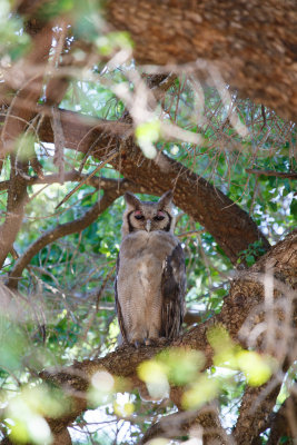 Verreaux' Oehoe / Verreaux's Eagle-Owl