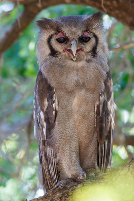 Verreaux' Oehoe / Verreaux's Eagle-Owl