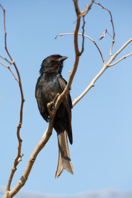 Vorkstaartdrongo / Fork-tailed Drongo