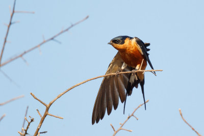 Roodborstzwaluw / Red-breasted Swallow