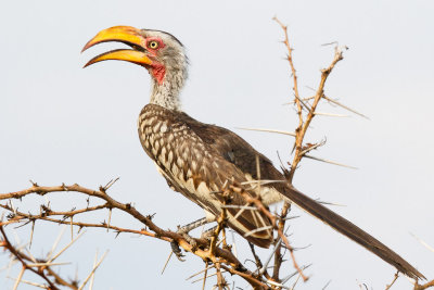 Geelsnaveltok / Southern Yellow-billed Hornbill