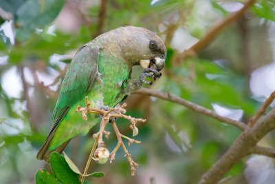 Bruinkoppapegaai / Brown-headed Parrot