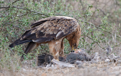 Savanne-arend / Tawny Eagle