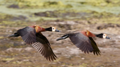 Witwangfluiteend / White-faced Whistling-Duck
