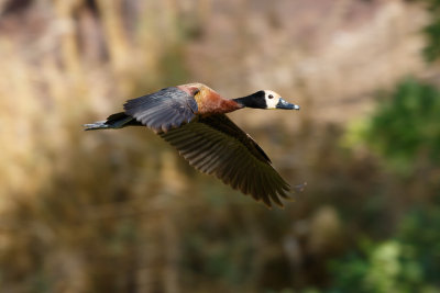 Witwangfluiteend / White-faced Whistling-Duck