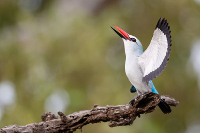 Senegalijsvogel / Woodland Kingfisher