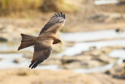 Geelsnavelwouw / Yellow-billed Kite