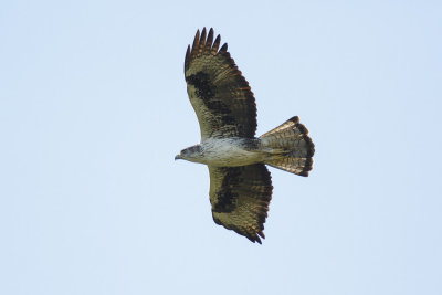  Havikarend / Bonelli's Eagle