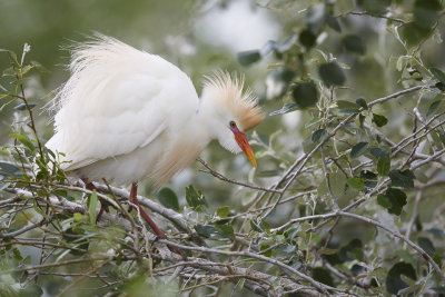 Koereiger / Cattle Egret