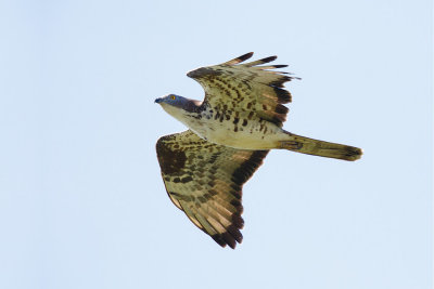 Wespendief / European Honey-buzzard