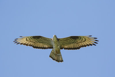 Wespendief / European Honey-buzzard