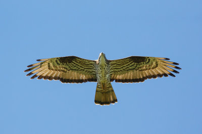 Wespendief / European Honey-buzzard