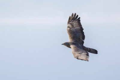 Wespendief / European Honey-buzzard