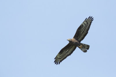 Wespendief / European Honey-buzzard