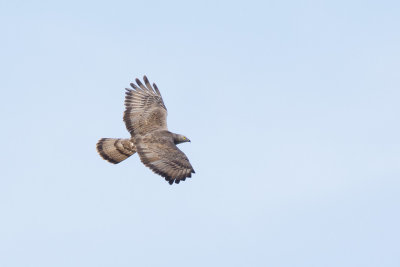 Wespendief / European Honey-buzzard