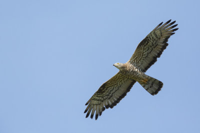 Wespendief / European Honey-buzzard