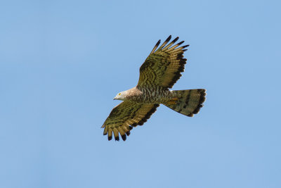 Wespendief / European Honey-buzzard