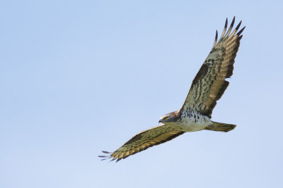 Wespendief / European Honey-buzzard