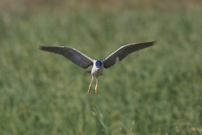 Kwak / Black-crowned Night-Heron