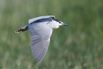 Kwak / Black-crowned Night-Heron