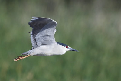 Kwak / Black-crowned Night-Heron