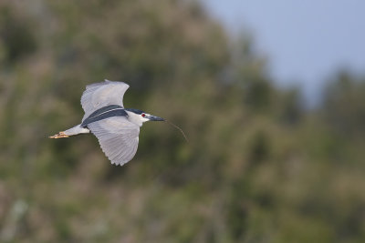 Kwak / Black-crowned Night-Heron