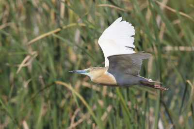 Ralreiger / Squacco Heron