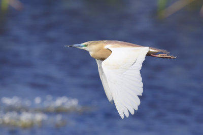 Ralreiger / Squacco Heron