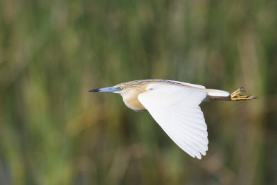 Ralreiger / Squacco Heron