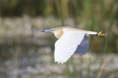 Ralreiger / Squacco Heron