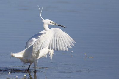 Kleine Zilverreiger / Little Egret,