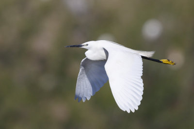 Kleine Zilverreiger / Little Egret,