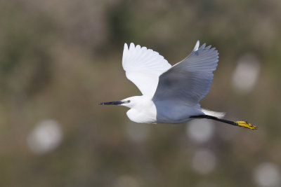 Kleine Zilverreiger / Little Egret,