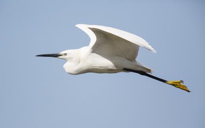 Kleine Zilverreiger / Little Egret,