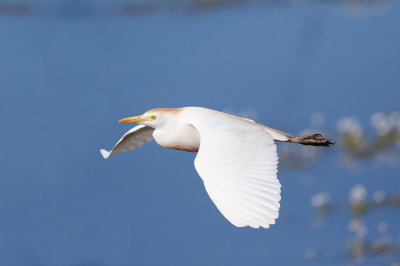 Koereiger / Cattle Egret