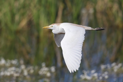 Koereiger / Cattle Egret