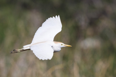 Koereiger / Cattle Egret