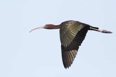 Zwarte Ibis / Glossy Ibis