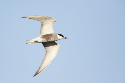 Witwangstern / Whiskered Tern 