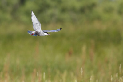 Witwangstern / Whiskered Tern 