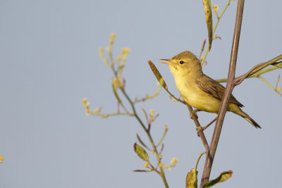 Orpheusspotvogel / Melodious Warbler 