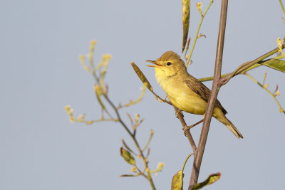 Orpheusspotvogel / Melodious Warbler 